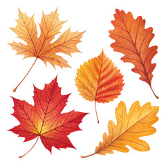 Fototapeta premium Autumn Leaves Collection Isolated on White Background | Fall Season Maple and Oak Leaf Set