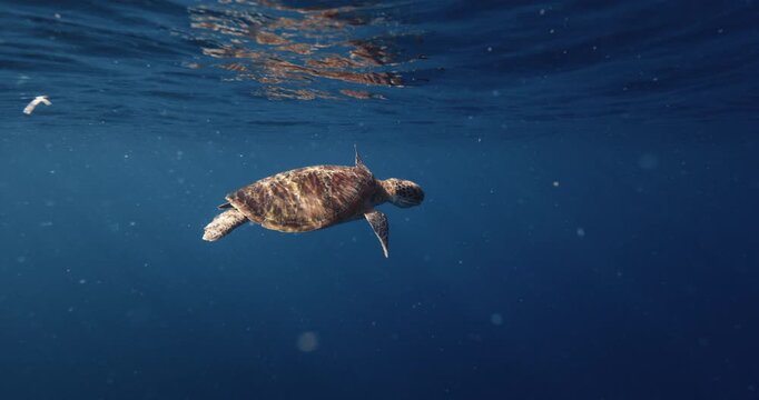 Sea turtle swims in blue ocean. Slow motion