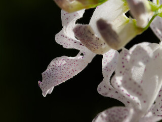 Flowers of plectranthus verticillatus, aka Swedish ivy