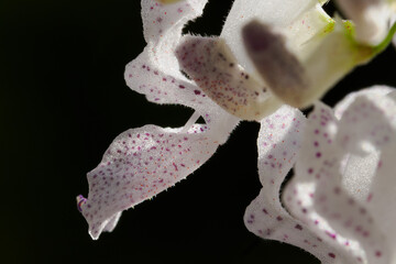 Flowers of plectranthus verticillatus, aka Swedish ivy