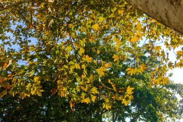 Trees in October along corso Sempione, Milan, Italy