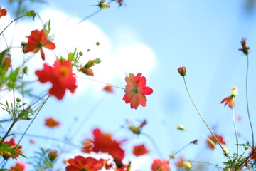 青空背景の赤いコスモスに囲まれる