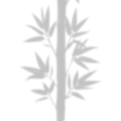 Soft Bamboo or Fine Leaves Corner Shadow Overlay