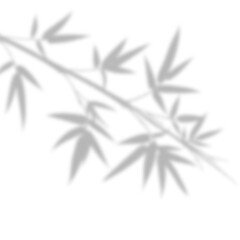 Obraz premium Soft Bamboo or Fine Leaves Corner Shadow Overlay