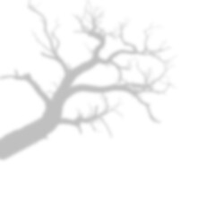 Bold Winter Bare Tree Shadow and Trunk Overlay