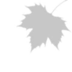 Large Soft Maple Leaf Shadow with Stem Overlay