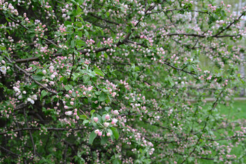Delicate Pink Buds on a Blooming Bush in Spring