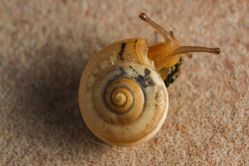 Snail Tentacles and Shell Detail in Soft Light