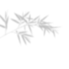 Soft Bamboo or Fine Leaves Corner Shadow Overlay
