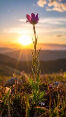 A single purple pasqueflower blooming in a mountain meadow during a golden sunset.