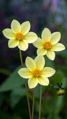 A delicate trio of beautiful yellow dahlia flowers blooming in a garden.