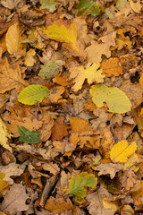 Texture of autumn leaves in the forest