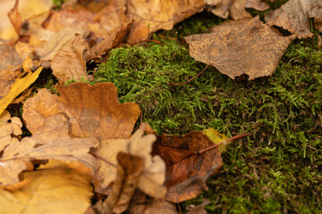 Texture of autumn leaves in the forest