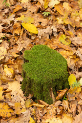 Texture of autumn leaves in the forest