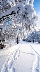 A beautiful snowy path through a sunlit winter forest.
