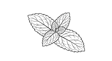 Hand-drawn black and white line art illustration of a fresh mint sprig, showcasing detailed leaves with prominent veins and serrated edges.