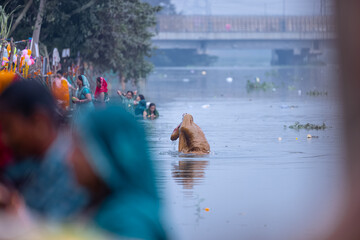  Chhath Puja, Portrait of unidentified hindu female devotee performing rituals of chhath with standing in river to worship lord sun during sunset.