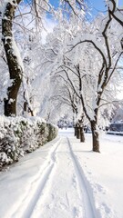 Sunlit winter path with snow covered trees and blue sky.