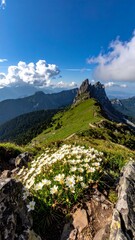 White Wildflowers on a Rocky Ledge Overlooking a Green Mountain Ridge.
