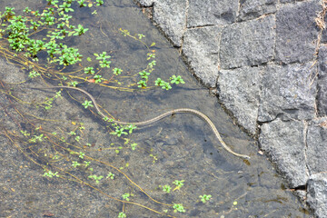 鴨川の縞蛇