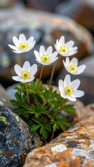 Delicate white anemone wildflowers blooming in a rocky mountain landscape.