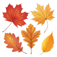 Fototapeta premium Autumn Leaves Collection Isolated on White Background | Fall Season Maple and Oak Leaf Set