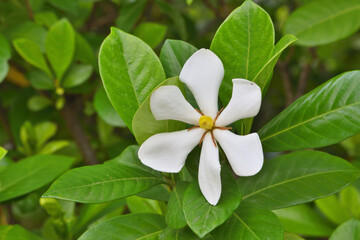 建仁寺の梔子の花