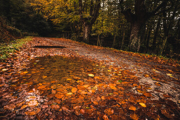 Charcos oto&ntilde;ales en el camino 