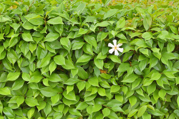 建仁寺の梔子の花