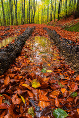 Reflejos de oto&ntilde;o a ras de suelo