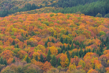 Colores de oto&ntilde;o sobre el bosque de Urkiola, Pais Vasco