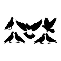 pigeons on a white background