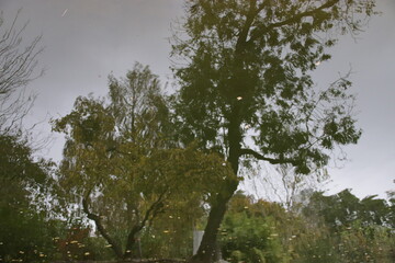 Im Wasser spiegelnde Bäume