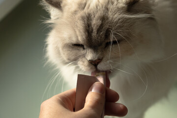 White cat licking treat from human hand
