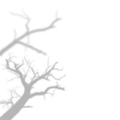 Obraz premium Bold Winter Bare Tree Shadow and Trunk Overlay