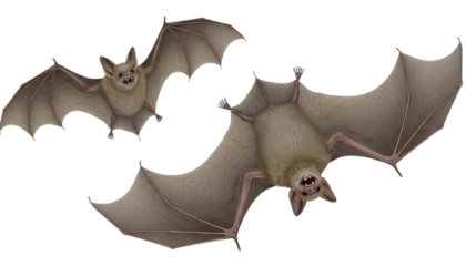 Halloween Flying Bat Collection isolated on transparent background