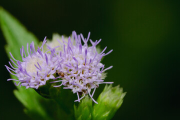 Delicate purple flowers bloom in a sunlit garden their vibrant petals and lush greenery, and colourful natural scene.
