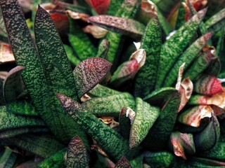 Gasteria batesiana (春鶯囀)