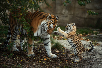 Siberian tiger (Panthera tigris altaica) detail portrait