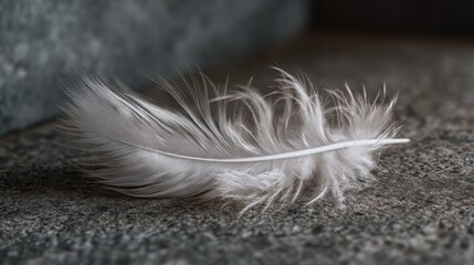 Feather on gray surface