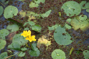 黄色いアサザの花