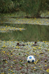 サッカーボールが浮いている黄色いアサザが咲く池