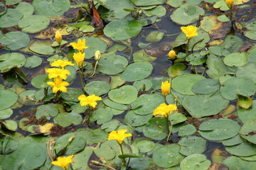 黄色いアサザの花