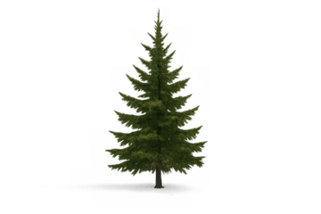 Conifer tree on transparent background, symbolizing nature, environment, and forest landscapes