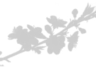 Soft Shadow Overlay of Flowering Blossoms and Branches
