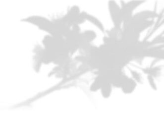 Soft Shadow Overlay of Flowering Blossoms and Branches