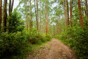 Obraz premium Munnar area landscapes in India