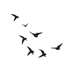 A dynamic flock of birds taking flight a dark silhouette