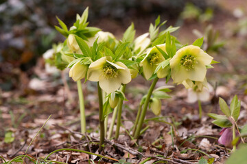 クリスマスローズ16