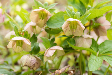 クリスマスローズ4